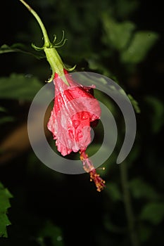 Hibiscus is usually known as an ornamental plant. Nevertheless, the hibiscus plant is used medicinally.